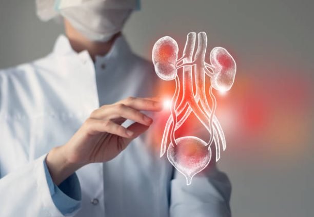 Female doctor touches virtual Bladder and Kidneys in hand. Blurred photo, handrawn human organ, highlighted red as symbol of disease. Healthcare hospital service concept stock photo